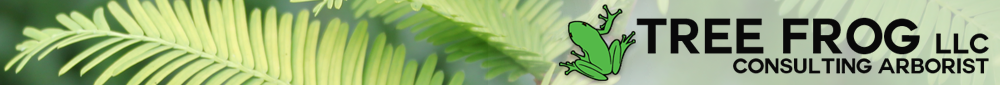 Tree Frog LLC banner